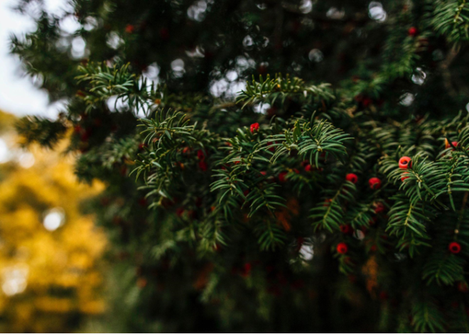 Shine Bright with a Christmas Tree with Lights at Your Community Celebration